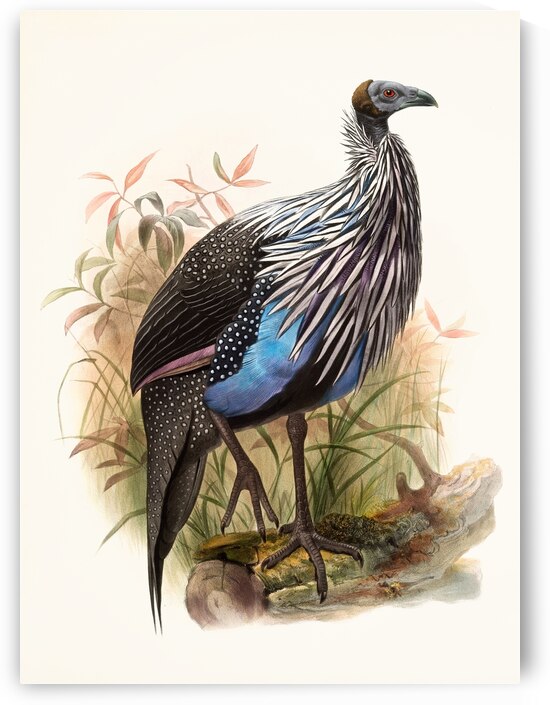 Acryllium Vulturina 1872 by IStockHistory com