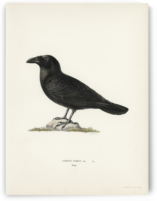 Common raven Corvus corax by IStockHistory com