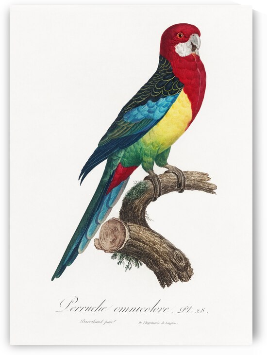 Eastern rosella  by IStockHistory com