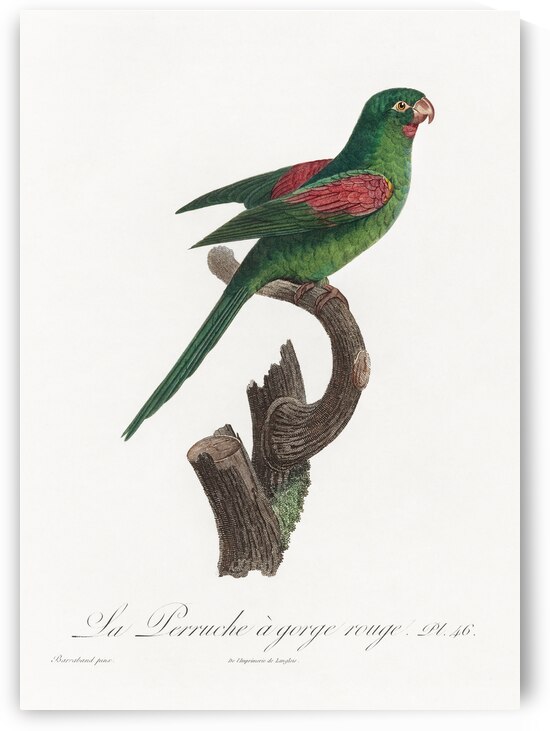 Red-throated conure  by IStockHistory com