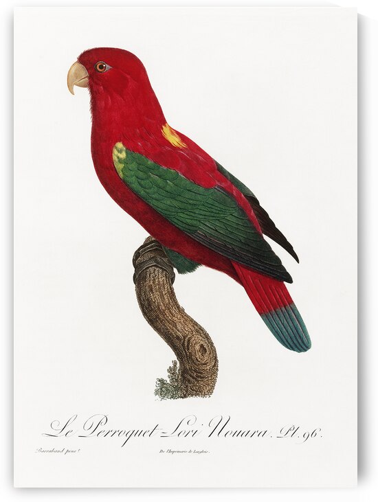 Chattering lory  by IStockHistory com