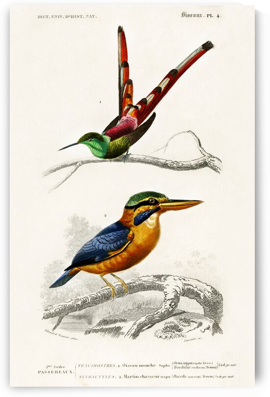 Different types of birds by IStockHistory com