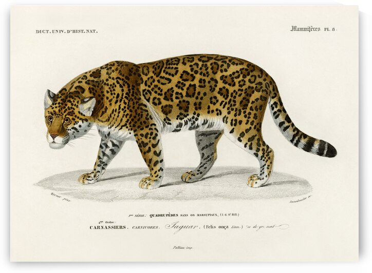 Jaguar Panthera Onca by IStockHistory com