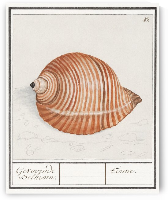 Sea shell in vintage style by IStockHistory com