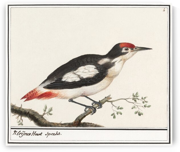 Lesser spotted woodpecker in vintage style by IStockHistory com