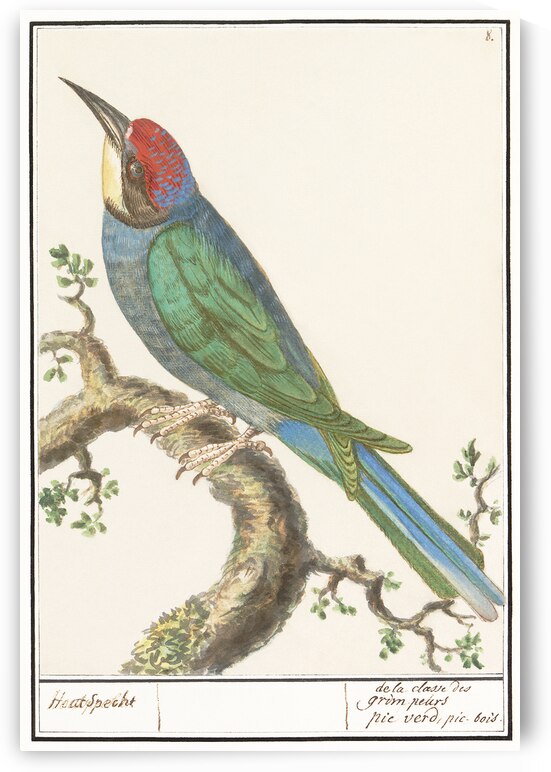European bee eater in vintage style by IStockHistory com