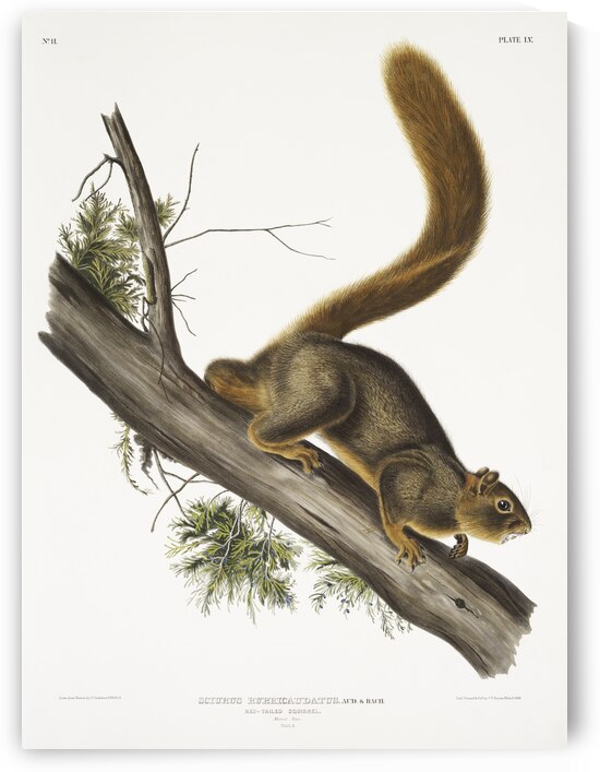 Red-tailed Squirrel Sciurus rubricaudatus  by IStockHistory com