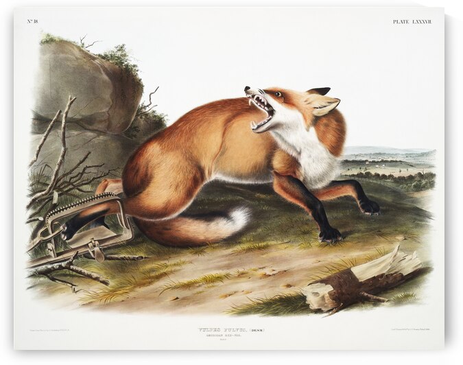 American Red-Fox Vulpes Fulvus  by IStockHistory com