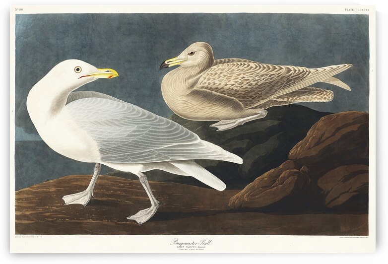 Burgomaster Gull by IStockHistory com