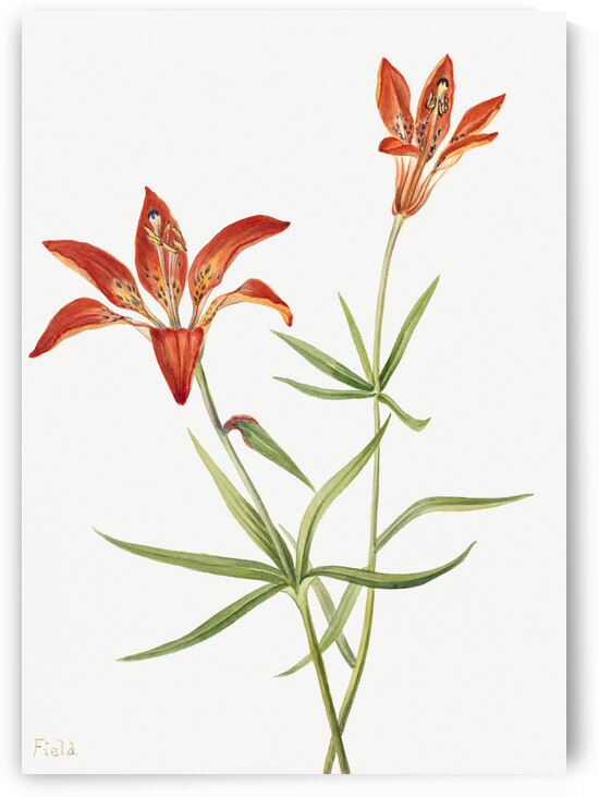 Lily Lilium montanum 1900–1920 by IStockHistory com