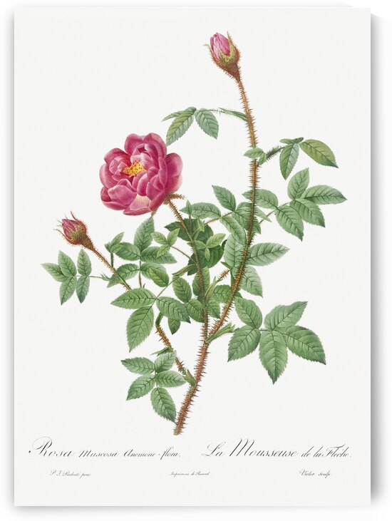 Anemone flowered rose by IStockHistory com