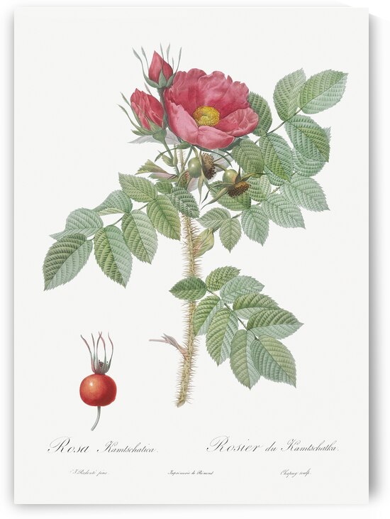 Anemone flowered rose by IStockHistory com