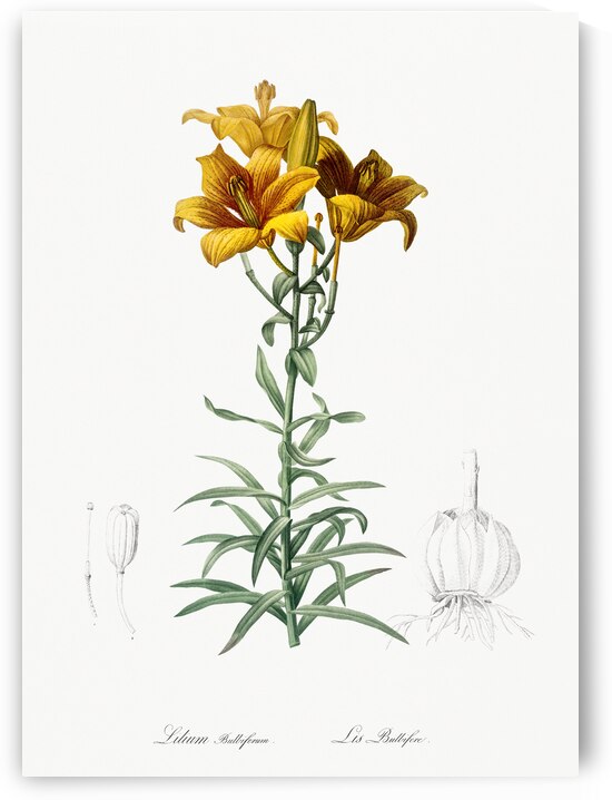 Fire lily illustration  by IStockHistory com