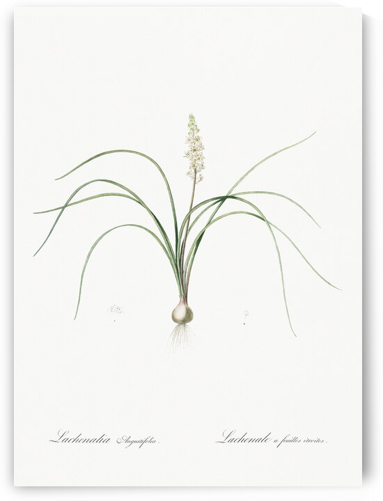 Lachenalia angustifolia illustration  by IStockHistory com