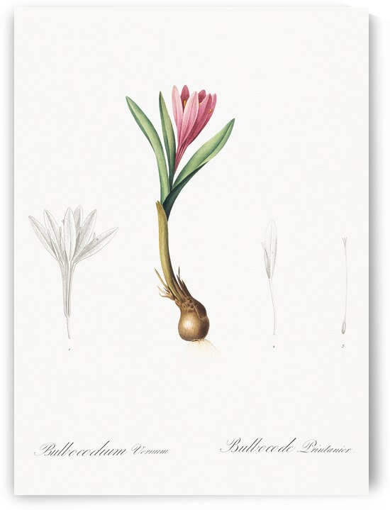 Spring meadow saffron illustration  by IStockHistory com