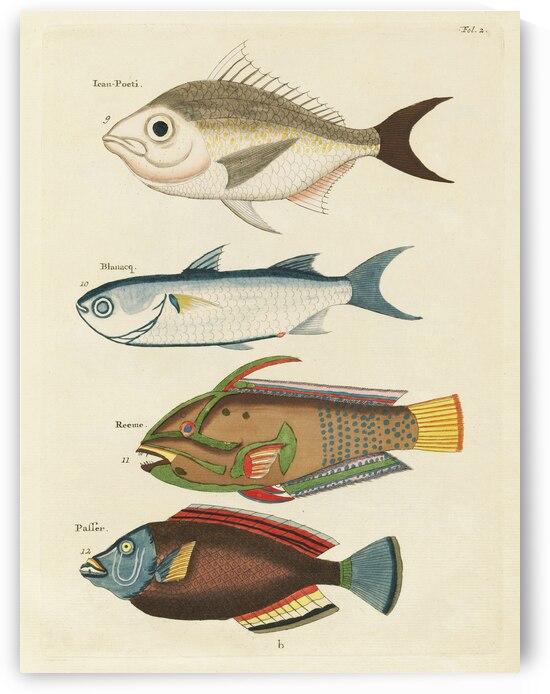 Colourful and surreal illustrations of fishes found in Moluccas Indonesia and the East Indies by Louis Renard 1678 -1746 from Histoire naturelle des plus rares curiositez de la mer des Indes 1754. by IStockHistory com