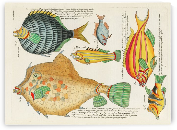 Colourful and surreal illustrations of fishes found in Moluccas Indonesia and the East Indies by Louis Renard 1678 -1746 from Histoire naturelle des plus rares curiositez de la mer des Indes 1754. by IStockHistory com
