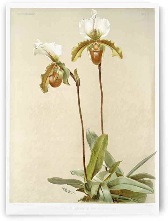 Cypripedium leeanum var giganteum from Reichenbachia Orchids 1888-1894 illustrated by Frederick Sander 1847-1920.  by IStockHistory com