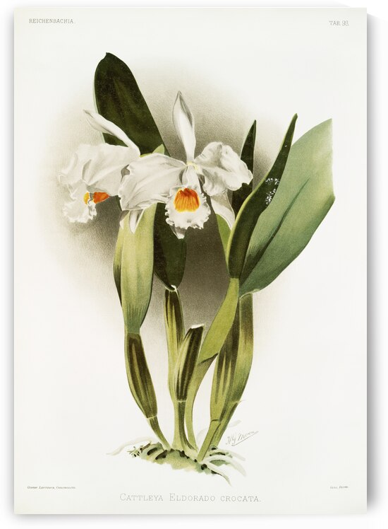Cattleya eldorado crocata from Reichenbachia Orchids 1888-1894 illustrated by Frederick Sander 1847-1920.  by IStockHistory com