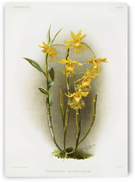 Dendrobium brymerianum from Reichenbachia Orchids 1888-1894 illustrated by Frederick Sander 1847-1920.  by IStockHistory com