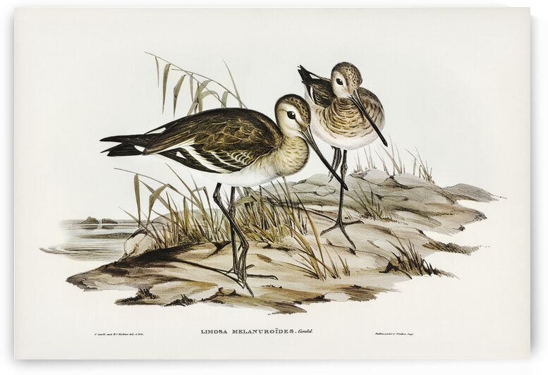 Black-tailed Godwit Limosa Melanuroides illustrated by Elizabeth Gould 1804–1841 for John Gould’s 1804-1881 Birds of Australia  by IStockHistory com