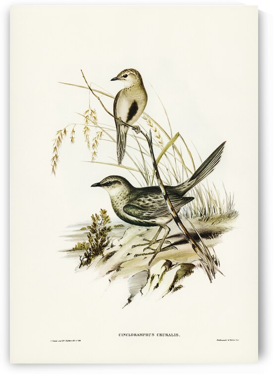 Brown Songlark Cincloramphus cruralis illustrated by Elizabeth Gould 1804–1841 for John Gould’s 1804-1881 Birds of Australia  by IStockHistory com
