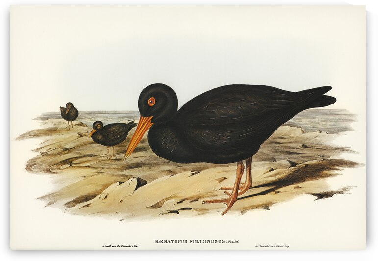 Sooty Oyster-Catcher Haematopus fuliginosus illustrated by Elizabeth Gould 1804–1841 for John Gould’s 1804-1881 Birds of Australia  by IStockHistory com
