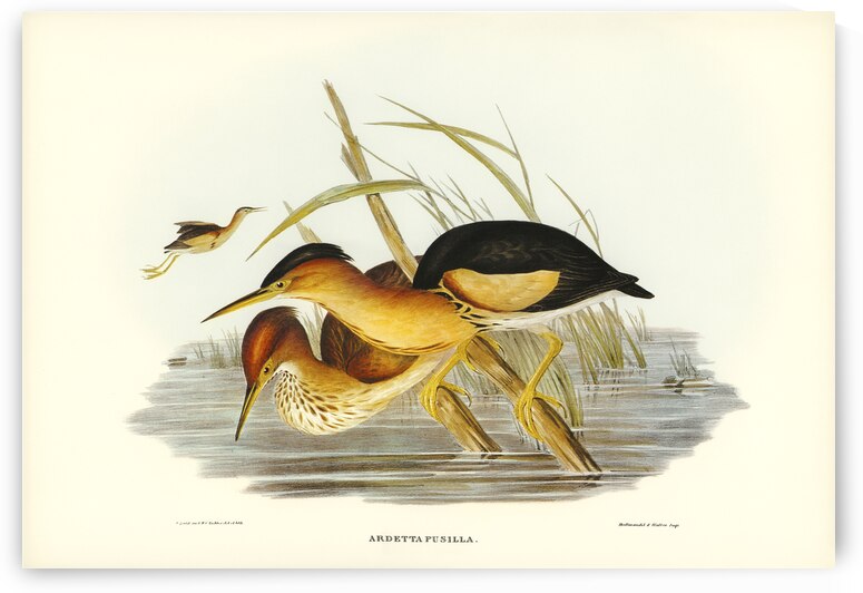 Minute Bittern Ardetta pusilla illustrated by Elizabeth Gould 1804–1841 for John Gould’s 1804-1881 Birds of Australia  by IStockHistory com
