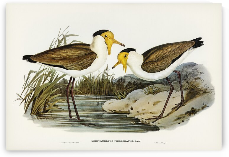 Masked Pewit Lobivanellus personatus illustrated by Elizabeth Gould 1804–1841 for John Gould’s 1804-1881 Birds of Australia  by IStockHistory com
