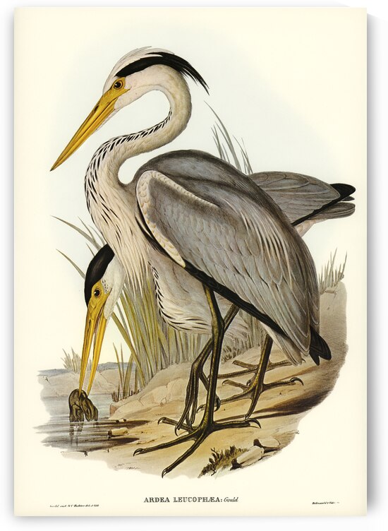 Great Grey Heron Ardea leucophaea illustrated by Elizabeth Gould 1804–1841 for John Gould’s 1804-1881 Birds of Australia  by IStockHistory com