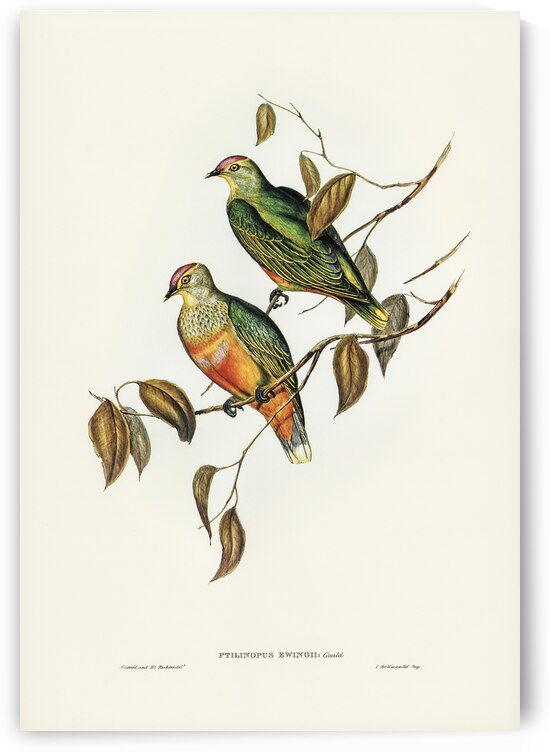 Ewings Fruit Pigeon Ptilinopus Ewingii illustrated by Elizabeth Gould 1804–1841 for John Gould’s 1804-1881 Birds of Australia  by IStockHistory com
