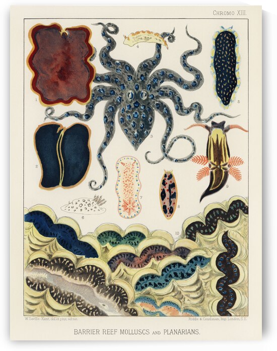 Barrier Reef Molluscs and Planarians from The Great Barrier Reef of Australia 1893 by William Saville-Kent 1845-1908. 
Fig 1: Flat worm Pseudoceros Kentii
Fig 2: Planarian Pseudoceros Dimidiatus
Fig 3: Blue spotted Octopus Octopus Pictus
Fig 4: Sea-hare A by IStockHistory com