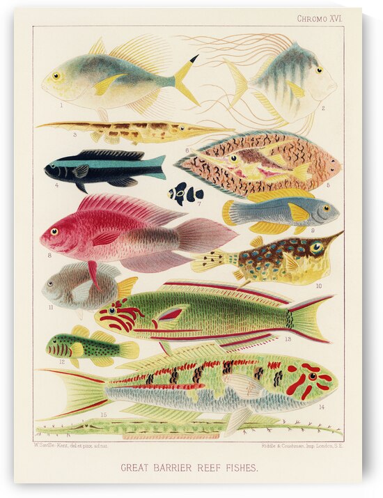 Great Barrier Reef Fishes from The Great Barrier Reef of Australia 1893 by William Saville-Kent 1845-1908. 
Fig 1: Fringe-finned Trevally Caranx ridiatus MacLeay
Fig 2: Dismond Trvally Caranx Gallus Lin
Fig 3: Needle fish amphisile scuata
Fig 4: Blue band by IStockHistory com
