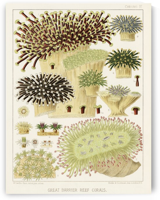 Great Barrier Reef Corals from The Great Barrier Reef of Australia 1893 by William Saville-Kent 1845-1908. 
Fig 1: Rhipidogyra
Fig 2: Euphyllia rugosa
Fig 3-6 : Eupyllia glabrescens
Fig 7 : Pectinia Jardinei
Fig 8-9 : Galaxea Esperi
Fig 10-12 : Galaxea by IStockHistory com