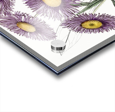 Shewy stenactis from Edwards Botanical Register 1829-1847  by Sydenham Edwards John Lindley and James Ridgway.  Acrylic printing