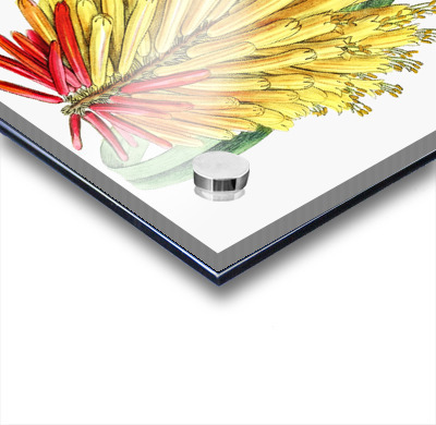 Burchells tritoma from Edwards Botanical Register 1829-1847  by Sydenham Edwards John Lindley and James Ridgway.  Acrylic printing