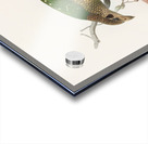 Ailuraedus melanotus 1873 Acrylic print