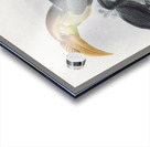 Rhytidoceros subruficollis 1882 Acrylic print