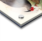 Euplocamus lineatus. 1872 Acrylic print