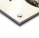 Podiceps cristatus Acrylic print