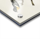 Eurasian skylark Alauda arvensis Acrylic print