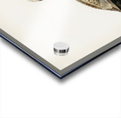 Red-crested Pochard Netta rufina Acrylic print