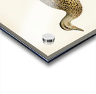 Mallard female Anas platyrhynchos Acrylic print