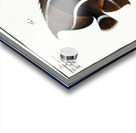 1. Chaetodon unimaculatus 2. Arc-Fish Chaetodon arcuatus Acrylic print