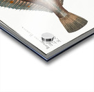 Plaise Pleuronectes Platessa Acrylic print