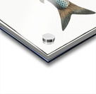 Gwiniad Salmo Lavaretus Acrylic print