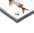 1. Longbearded Silurus Clarias 2. Crack-Belly Silurus Ascita Acrylic print