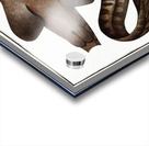 Belted Shark Squalus Fasciatus Acrylic print