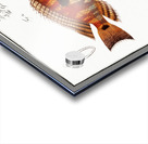 1. Japanese Gilt-head Sparus Japonicus 2. Gilt-head of Surinam Sparus Surinamensis Acrylic print