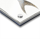 Streaked Silure Silurus fasciatus Acrylic print